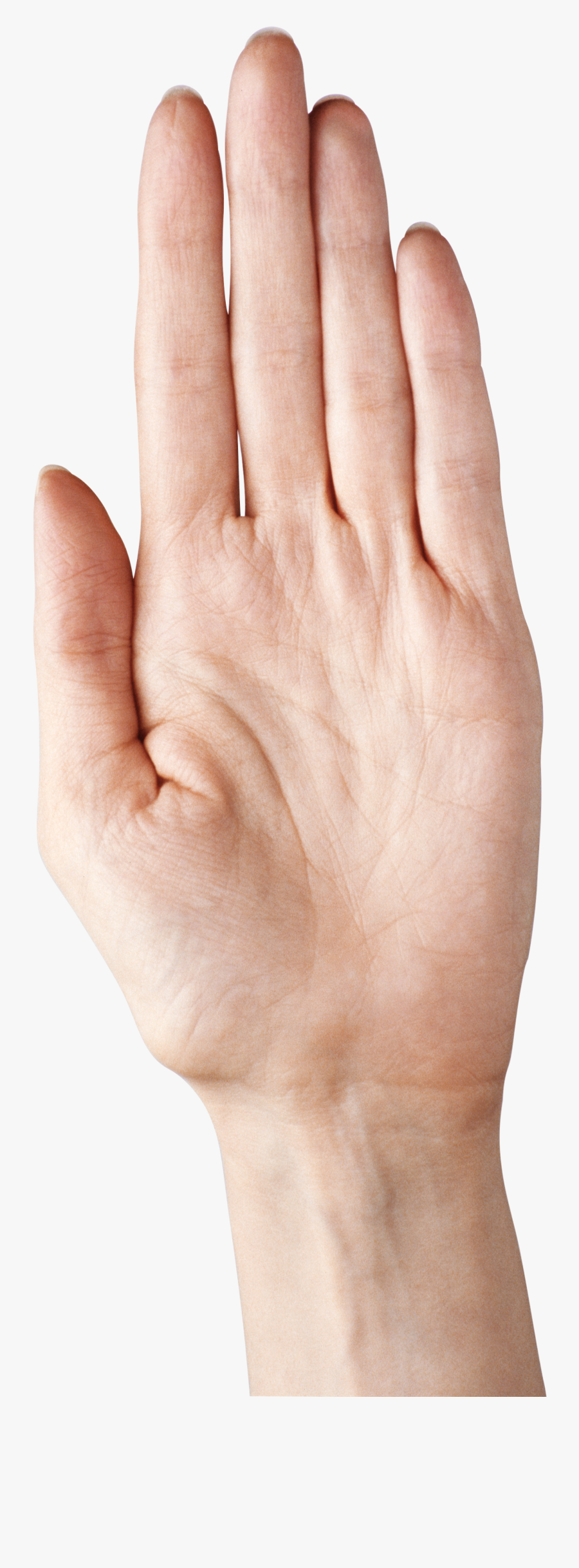 Hand Showing Five Fingers Png Clipart Picture - Palm Of Hand Png, Transparent Clipart