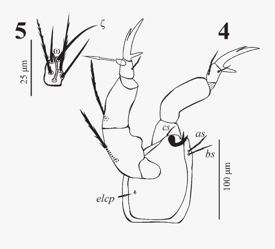 Clip Art Collection Of Free Finger - Line Art, Transparent Clipart