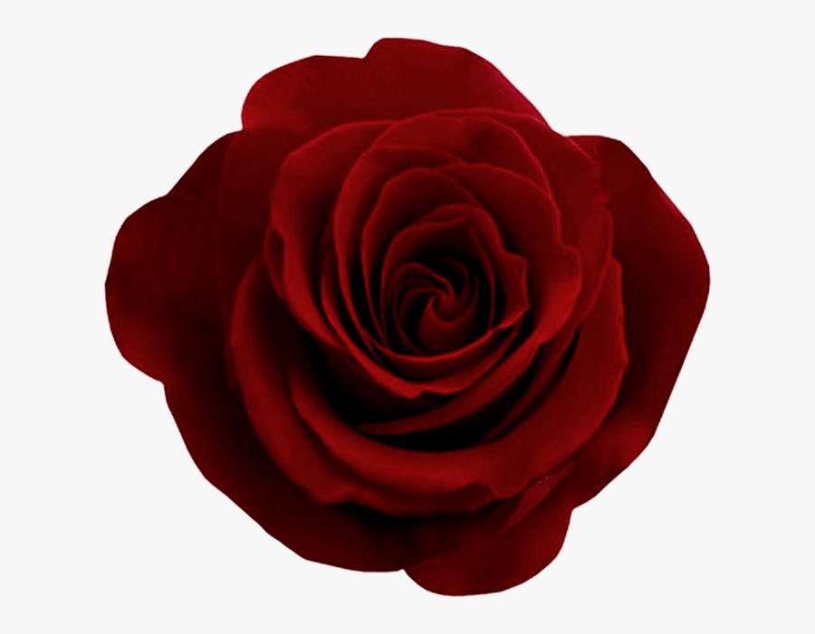 Dark Red Roses Png, Transparent Clipart