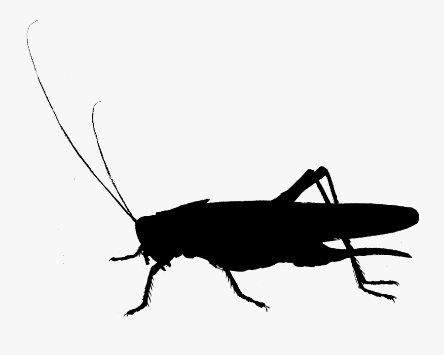Cockroach Clip Art Fauna Cricket Silhouette - Black Silhouette Cockroach, Transparent Clipart
