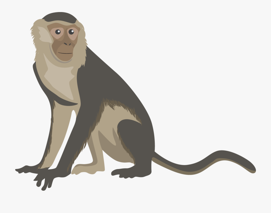 Png Transparent Free Capuchin Monkey Monkey Clipart- - Capuchin Monkey Monkey Clipart, Transparent Clipart