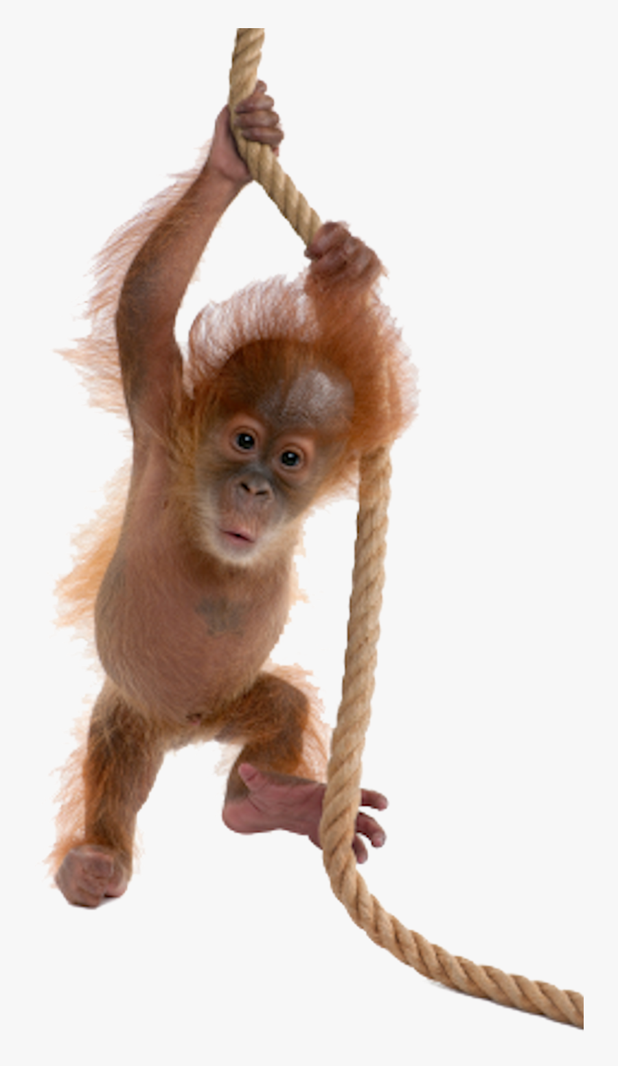 Real Baby Monkey Png, Transparent Clipart