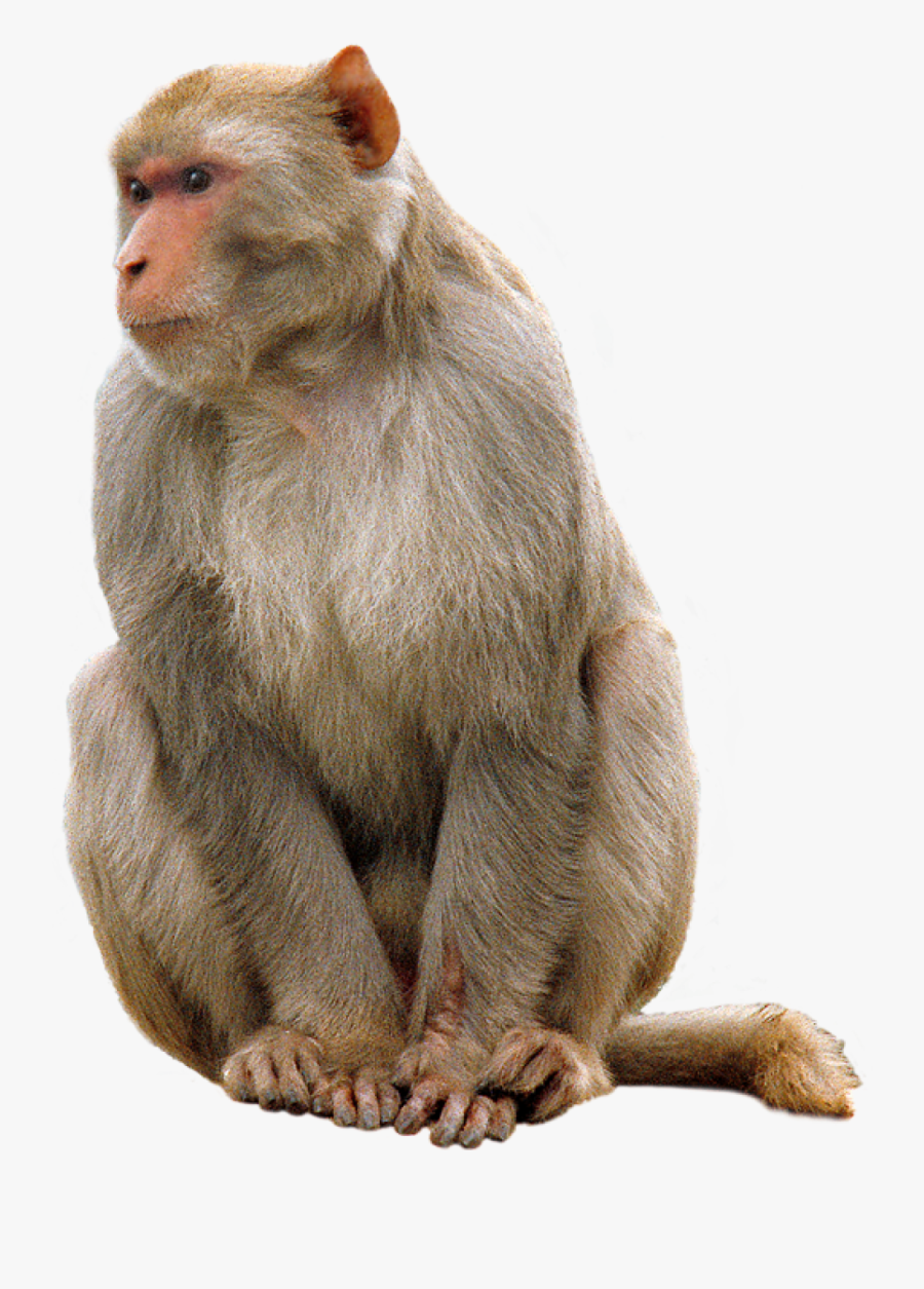 Monkey Png Image - Monkey Png, Transparent Clipart