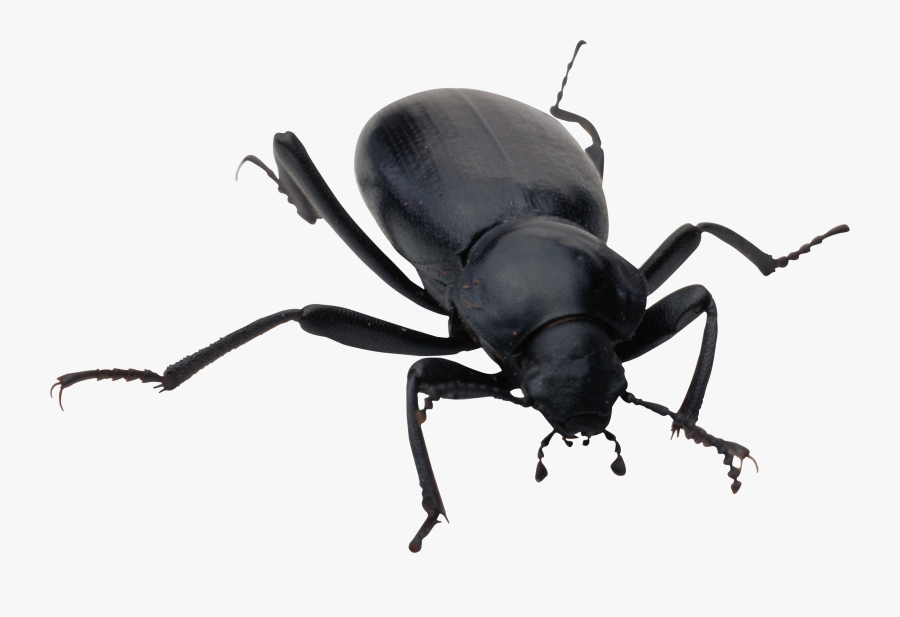 Bugs Icon Clipart Web - Bug Png, Transparent Clipart