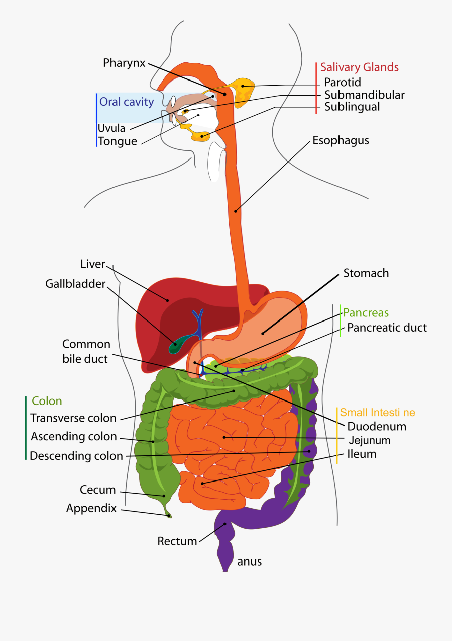 Digestive System Diagram Duodenum, Transparent Clipart