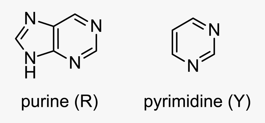 Structure Of A Pyrimidine, Transparent Clipart