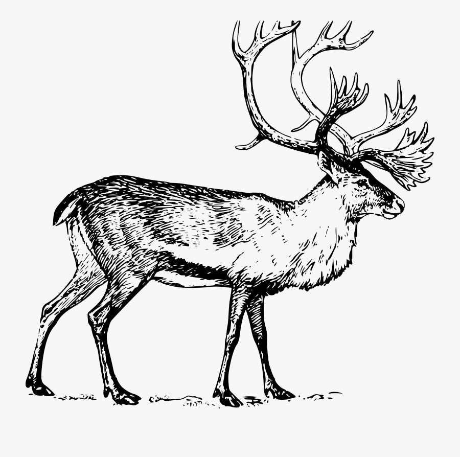 Caribou Pencil And In - Caribou Clipart, Transparent Clipart