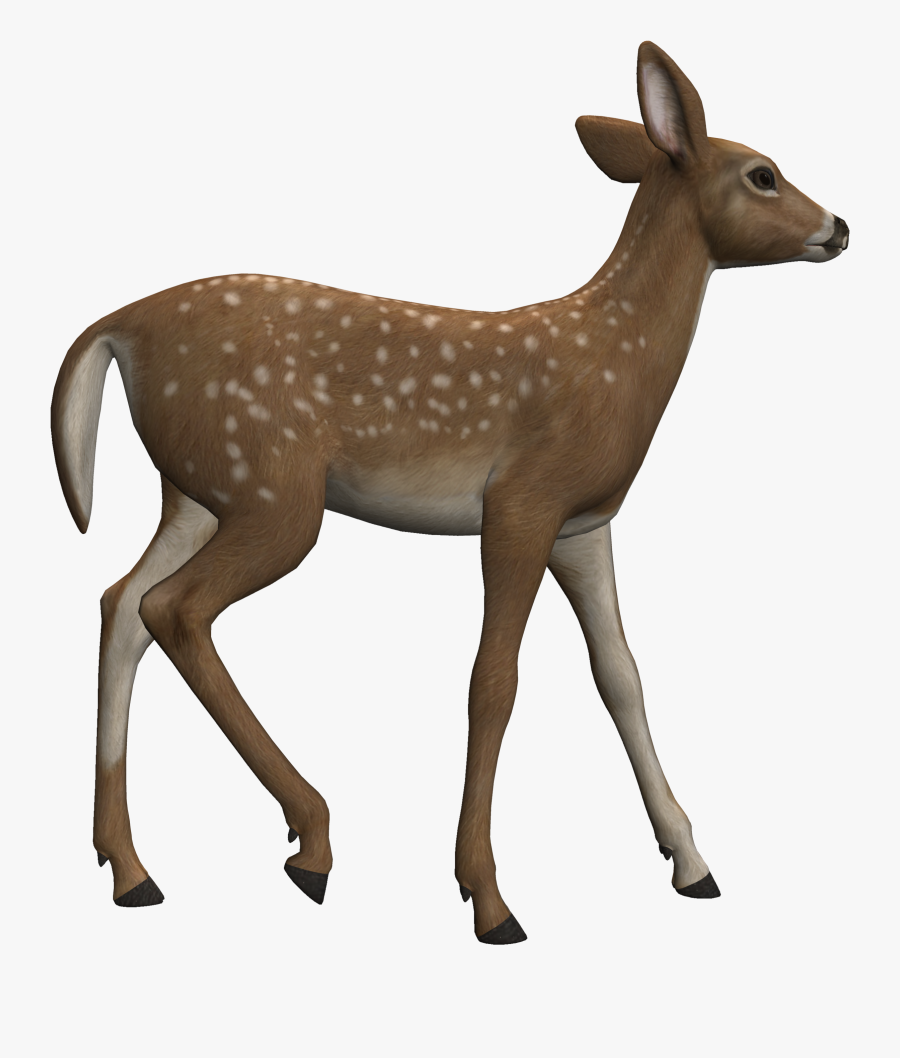 Deer Clipart Heterotroph - Deer, Transparent Clipart