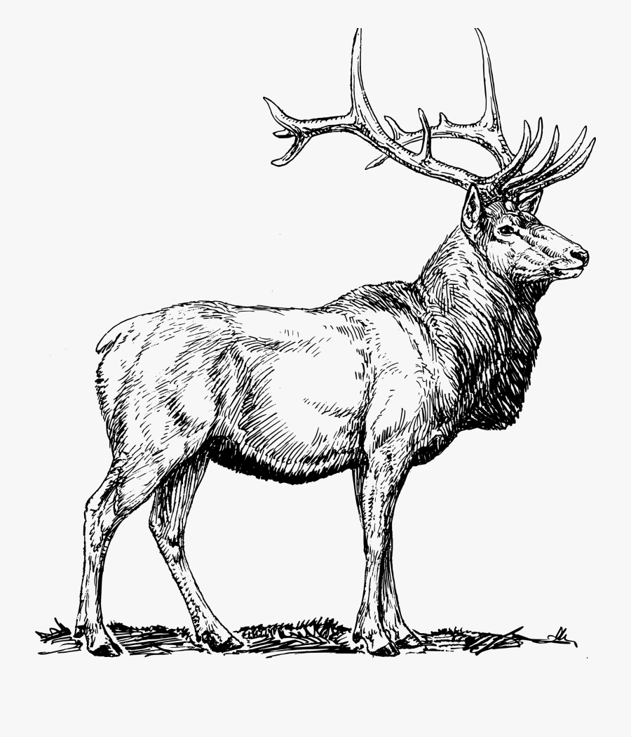 Elk Png Black And White Transparent Elk Black And White - Elk Black And White, Transparent Clipart