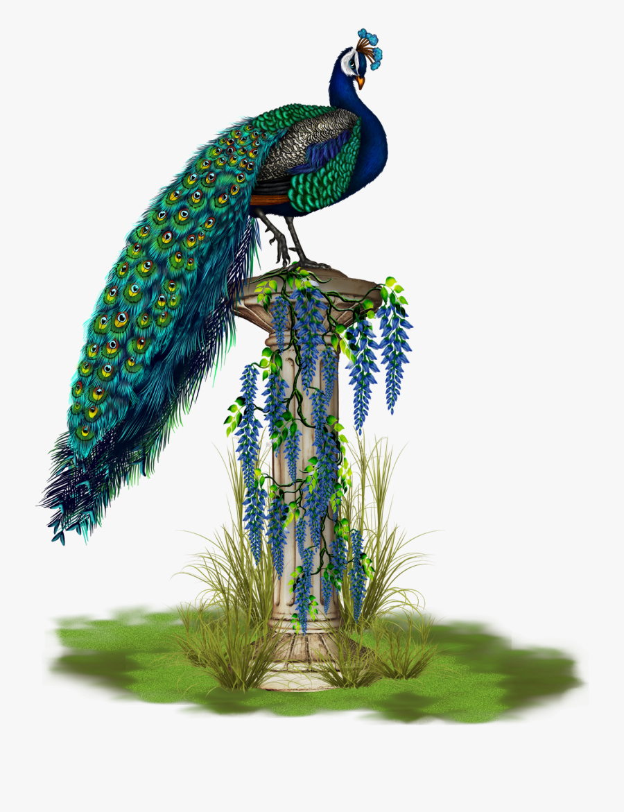 Png Peacock, Transparent Clipart
