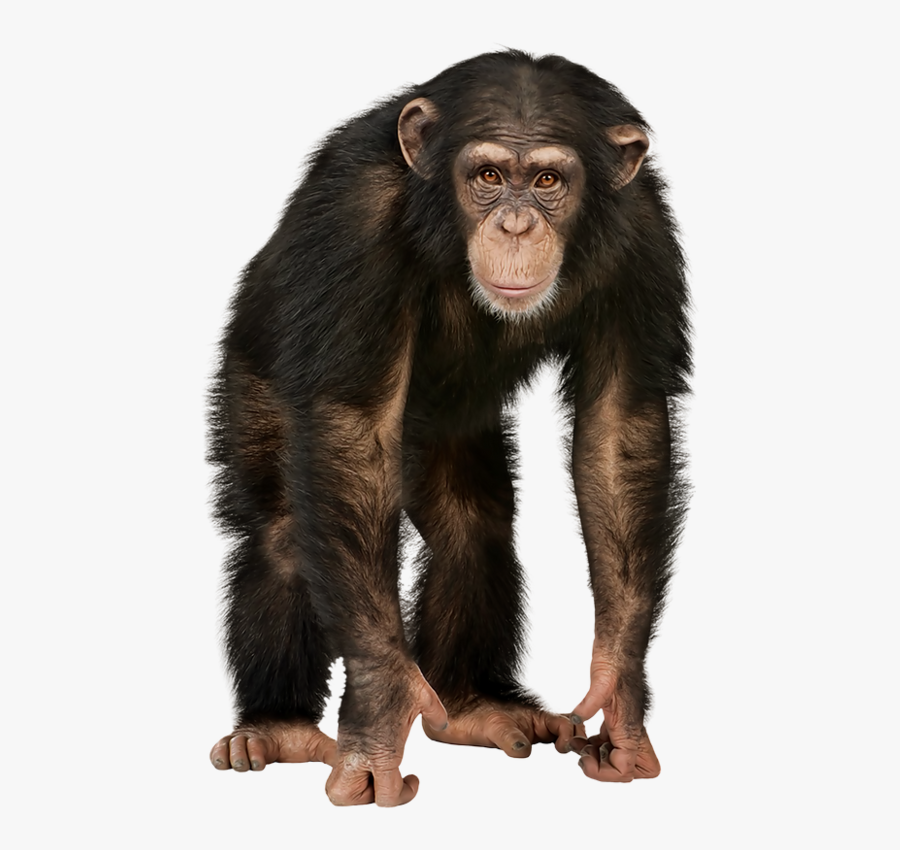 Monkey Png, Transparent Clipart