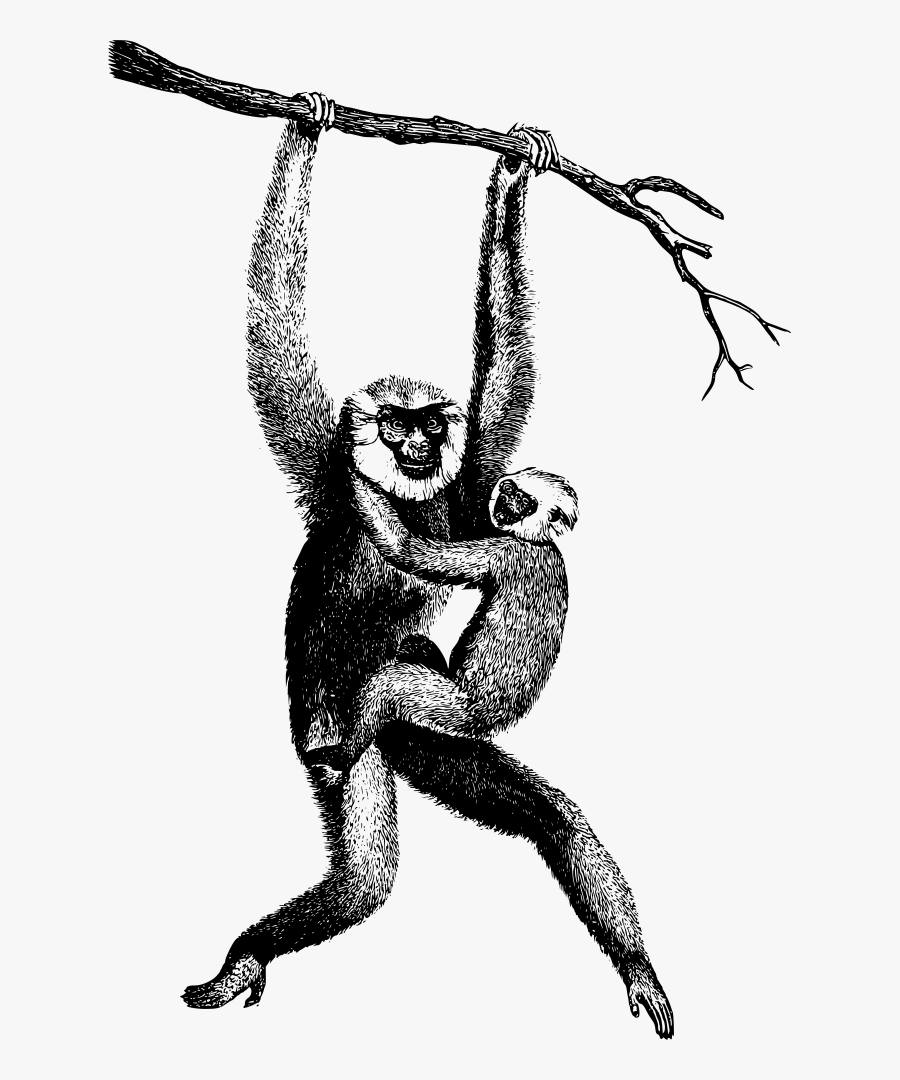 Chimpanzee Drawing Spider Monkey - Gibbon Clipart, Transparent Clipart