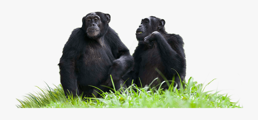 Chimpanzees Sitting On Grass - Chimpanzee Transparent Background, Transparent Clipart