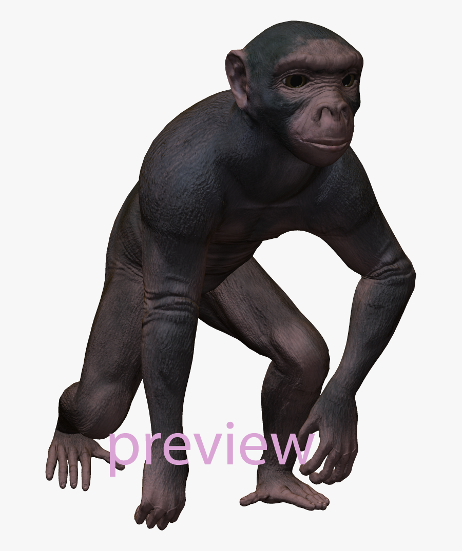 Common Chimpanzee, Transparent Clipart