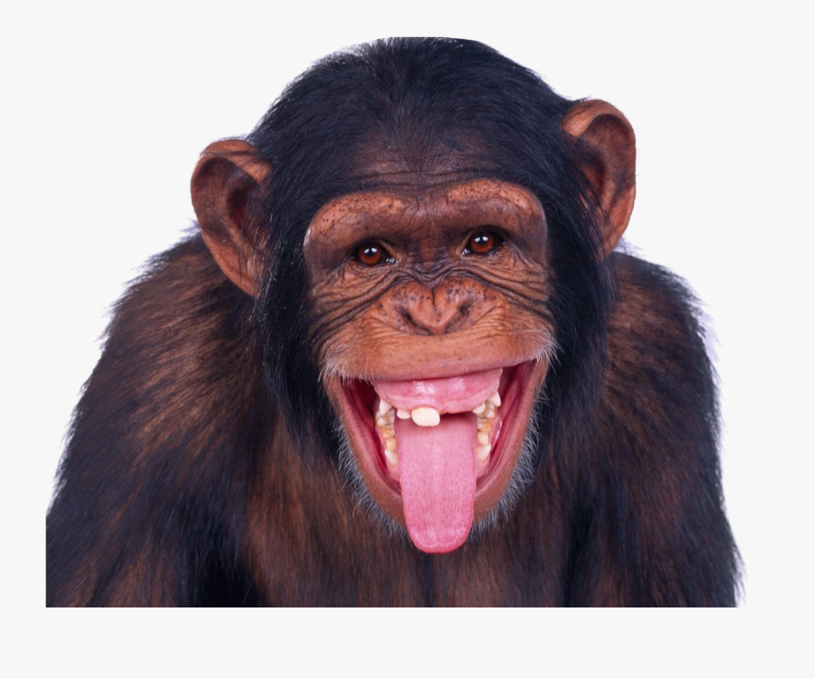 Transparent Background Monkey Transparent, Transparent Clipart