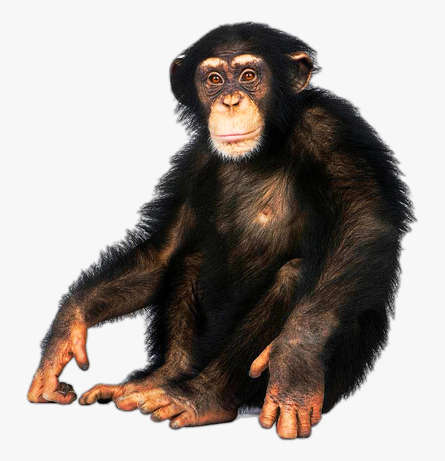 Download Monkey On White - Primate And A Human Baby, Transparent Clipart