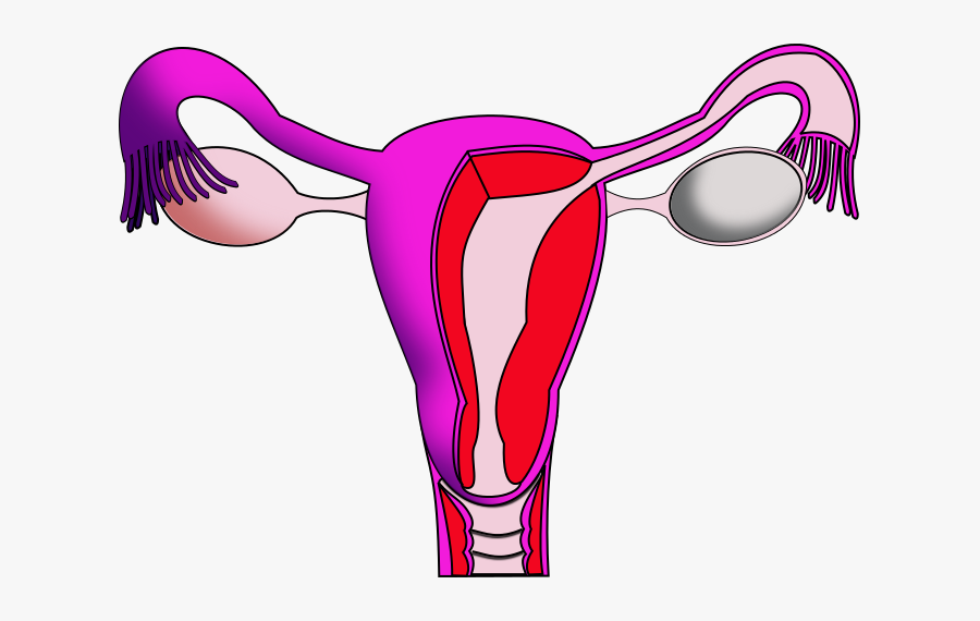 Menstruation Period Education Clipart, Transparent Clipart