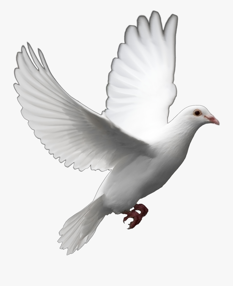 Transparent Christian Dove Clipart - Pigeon Png, Transparent Clipart