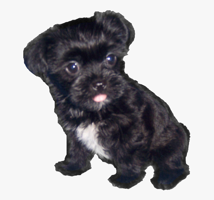 Transparent Schnauzer Clipart - Black And White Shorkie Puppies, Transparent Clipart