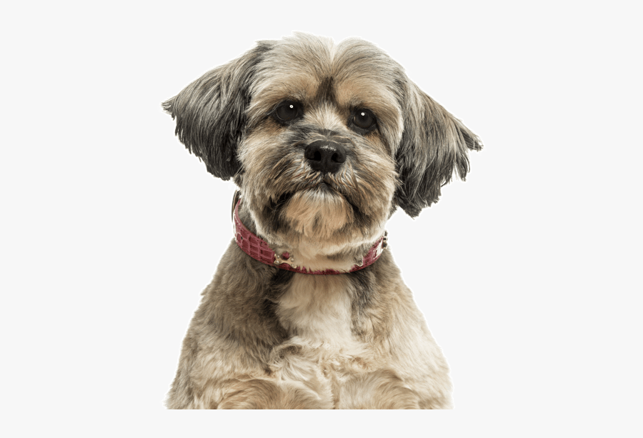 Clip Art Tzu Puppies Dogs Lhasa - Yorkipoo, Transparent Clipart