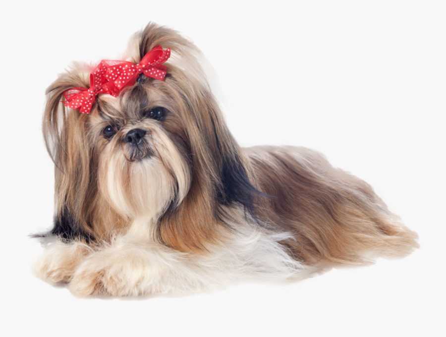 Shih Tzu With Bows Nail Art - Shih Tzu With Bows, Transparent Clipart