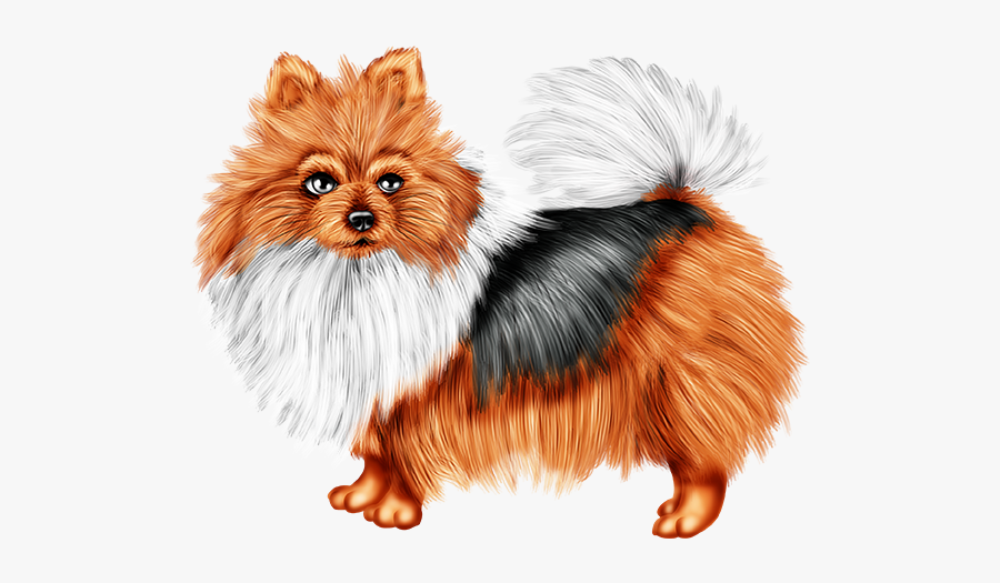 Pomeranian, Transparent Clipart