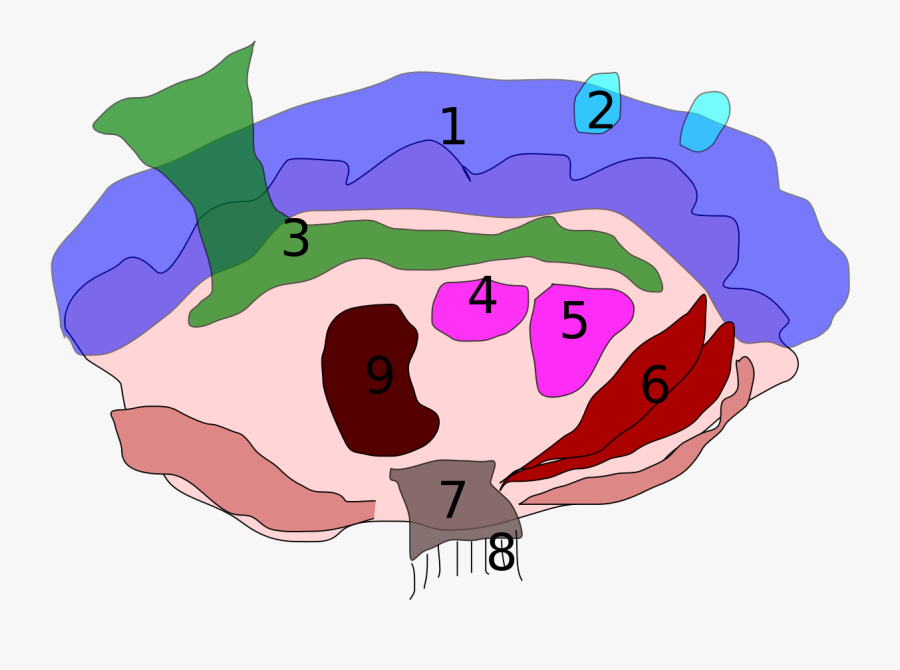 Clam Clipart Giant Clam - Illustration, Transparent Clipart