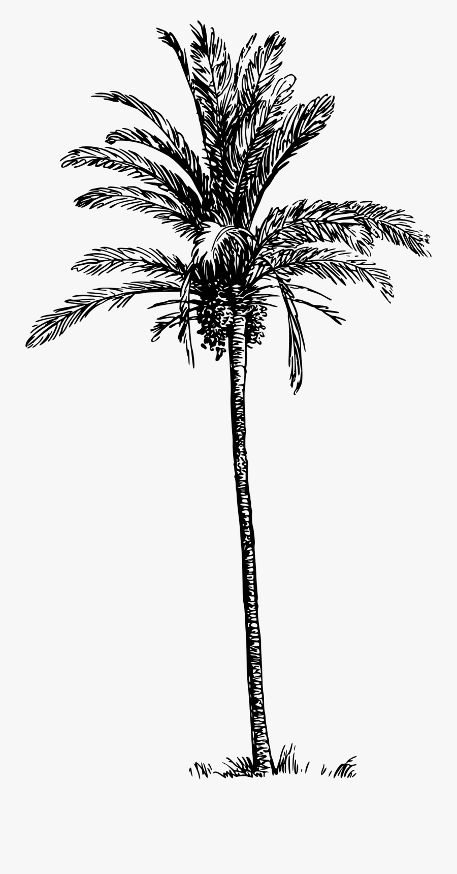 Date Palm Tree Clipart - Palm Trees, Transparent Clipart