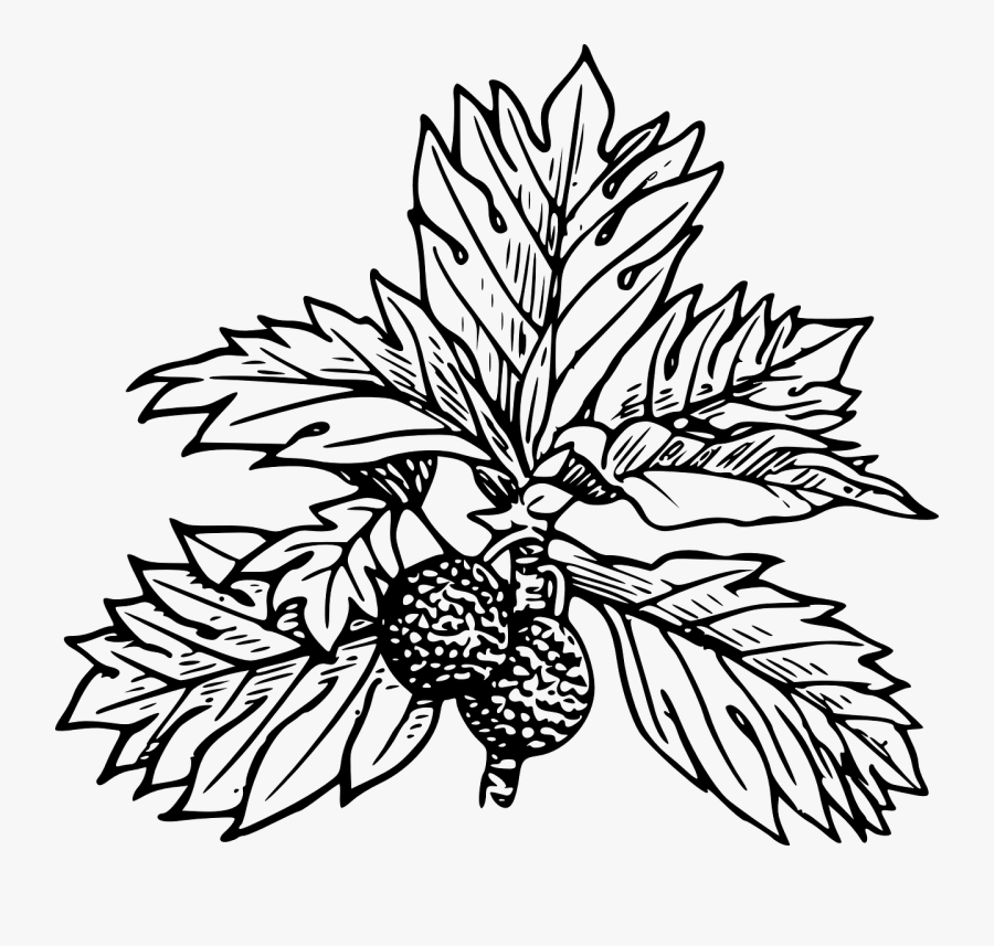 Bread Fruit Clipart, Vector Clip Art Online, Royalty - Breadfruit Tree Clipart Black And White, Transparent Clipart