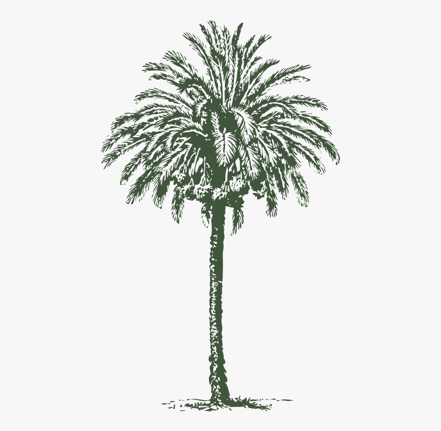 Date Palm - Arabian Palm Tree, Transparent Clipart