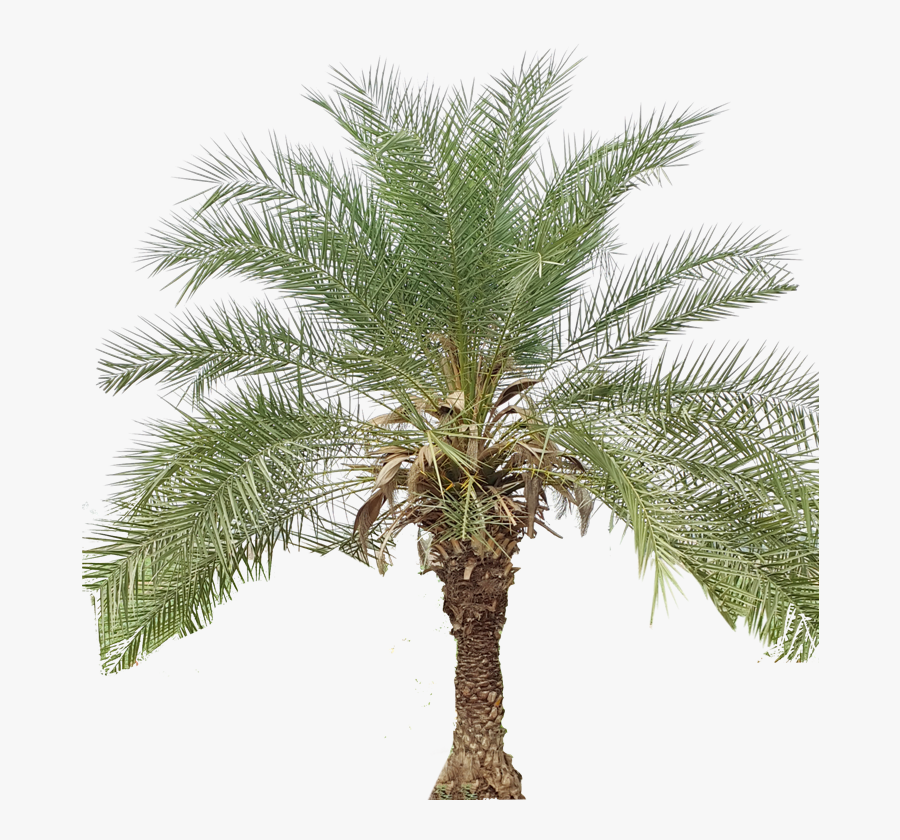 Transparent Pecan Clipart - Date Palm Tree Png, Transparent Clipart