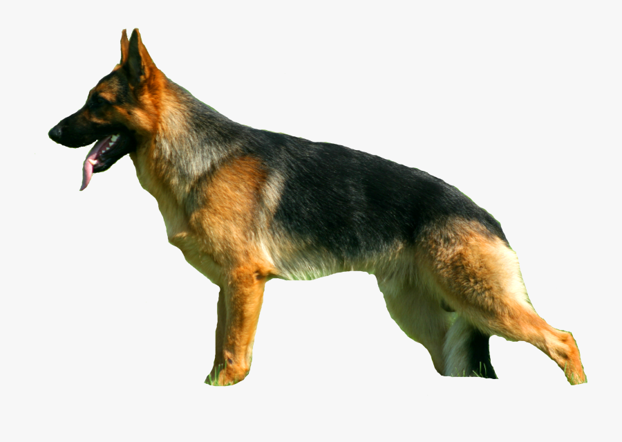 Sv Standard Zwinger - German Shepherd, Transparent Clipart