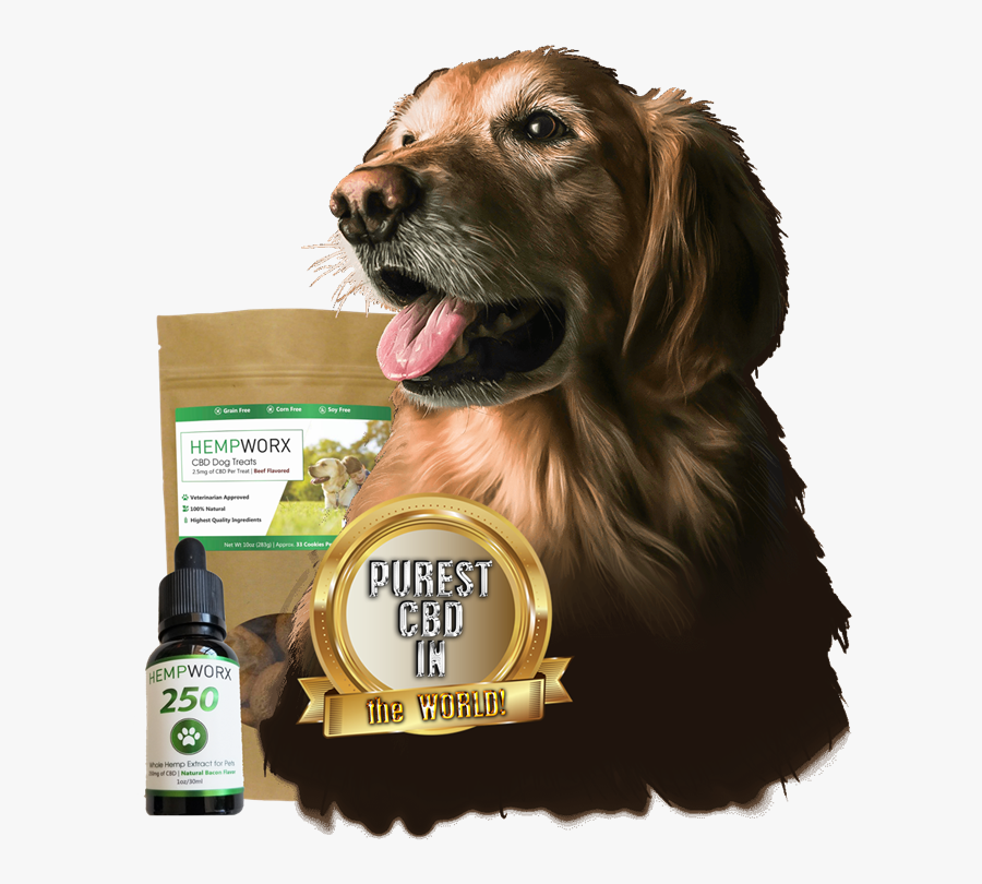 Pet, Transparent Clipart