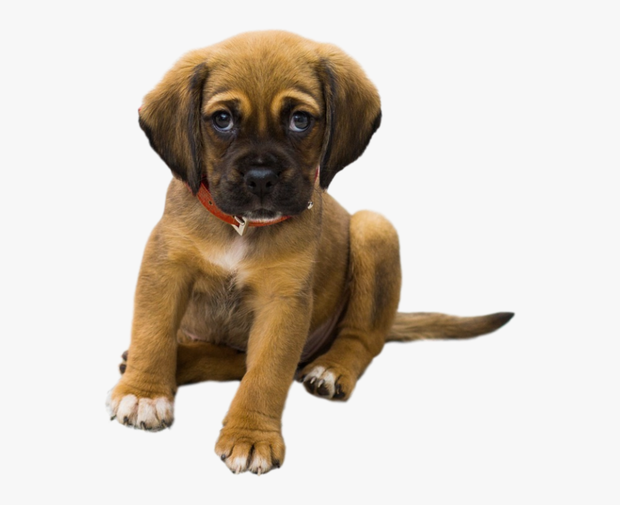 Pet Carpet, Transparent Clipart