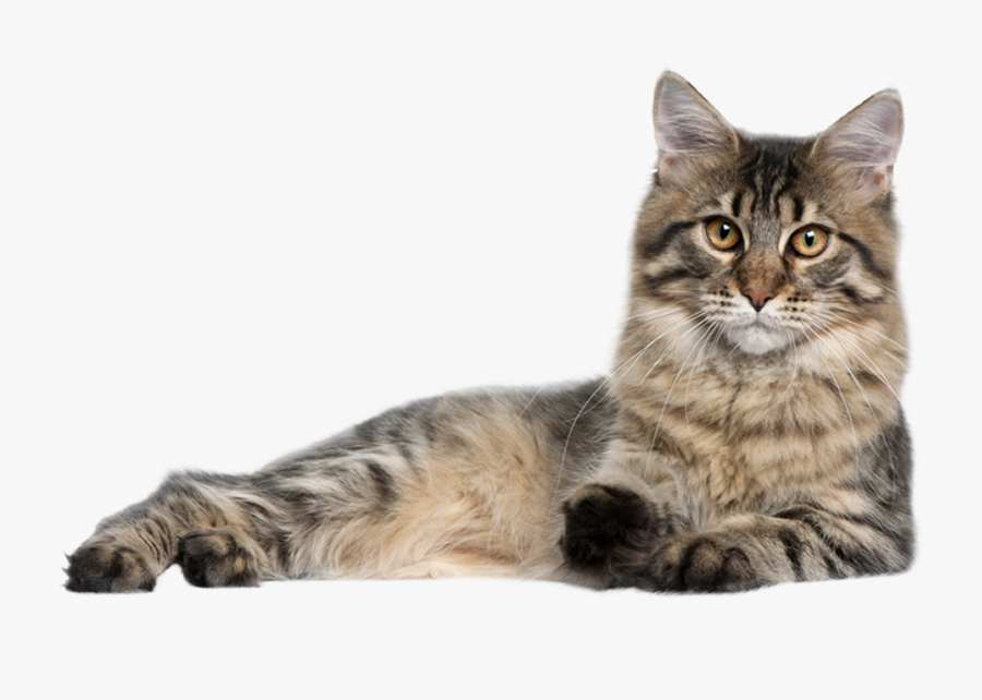 P Home Page Pug Position 8 Big - Test Allergia Gatto, Transparent Clipart