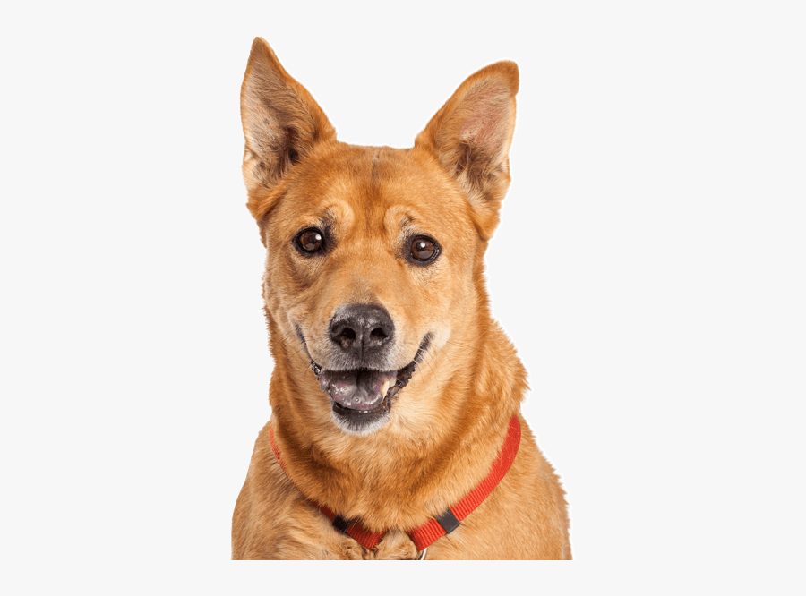 Clip Art Dog With Funny Teeth - Companion Dog, Transparent Clipart