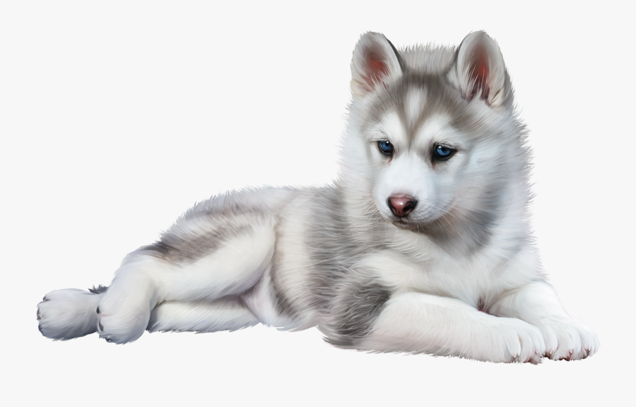 Miniature Siberian Husky - Baby Husky Png, Transparent Clipart