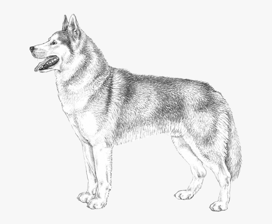 Transparent Huskies Clipart - Czechoslovakian Wolfdog, Transparent Clipart