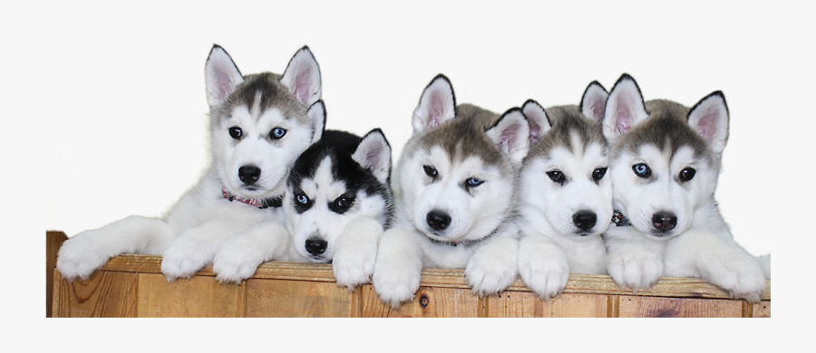 Download Siberian Husky Puppy Png File 387 - Siberian Husky Puppy Png, Transparent Clipart