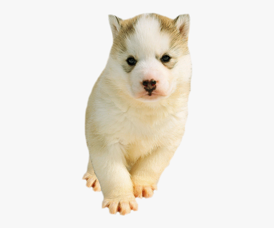 Clip Art Beautiful Siberian Husky - Husky Puppy No Background, Transparent Clipart