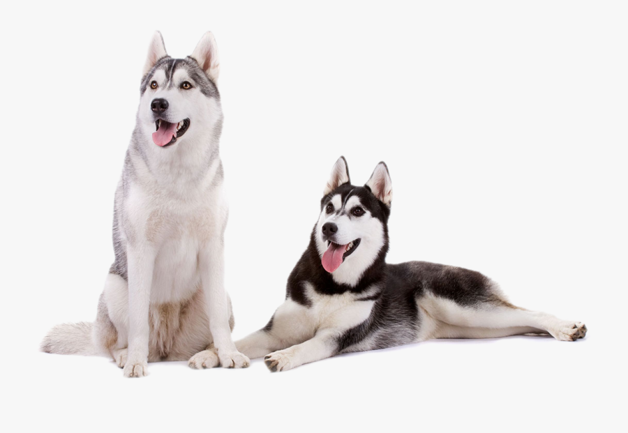 Husky Png Download Image - Cuidar Bem De Um Husky Siberiano, Transparent Clipart