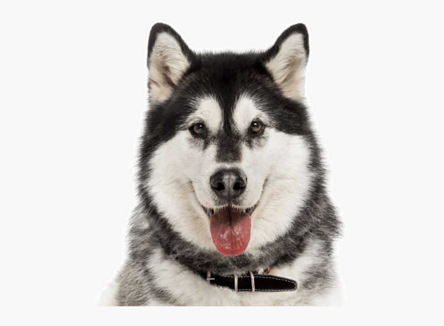 Clip Art Puppies Dogs Search - Alaskan Malamute Png, Transparent Clipart
