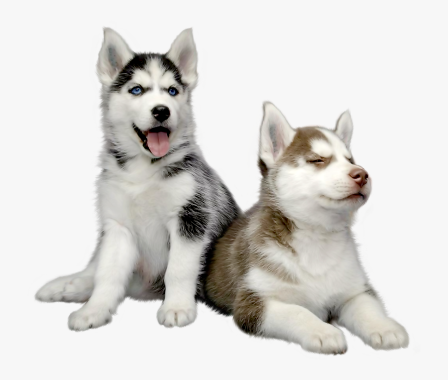 Transparent Huskies Clipart - Husky Puppy Transparent Background, Transparent Clipart
