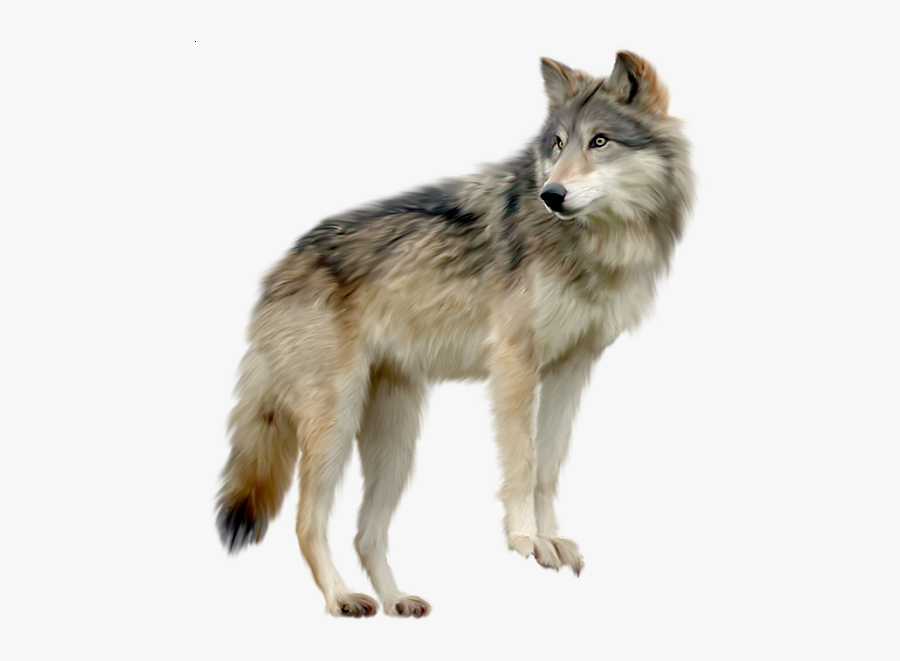 Wolf Png, Transparent Clipart