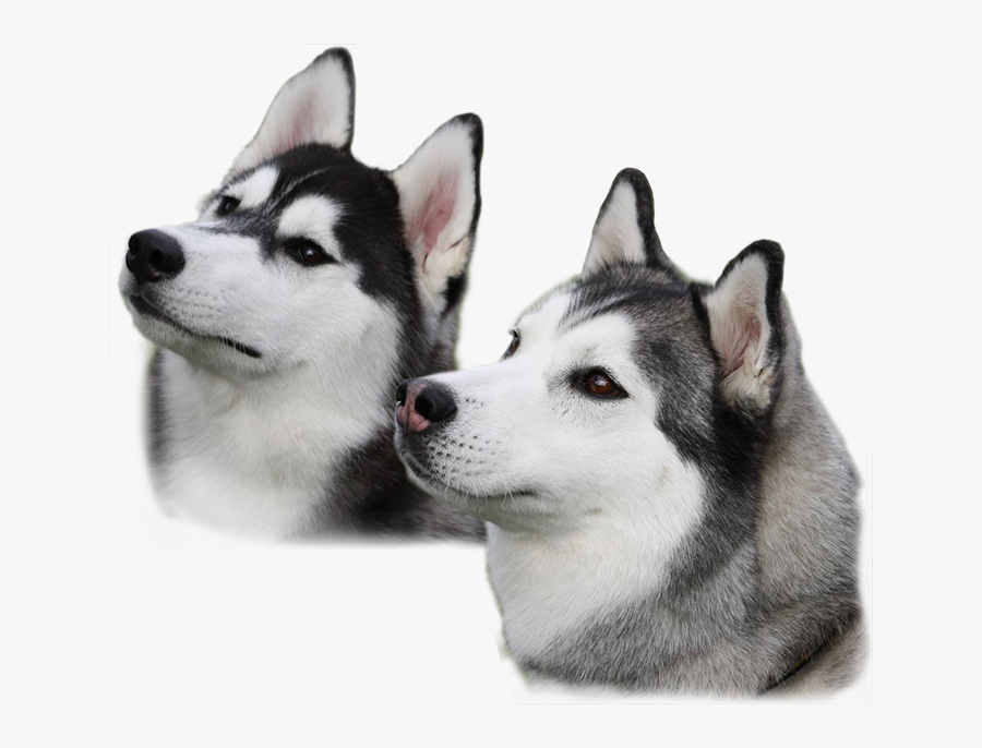 Husky Png Image - Husky Puppies With Transparent Background, Transparent Clipart