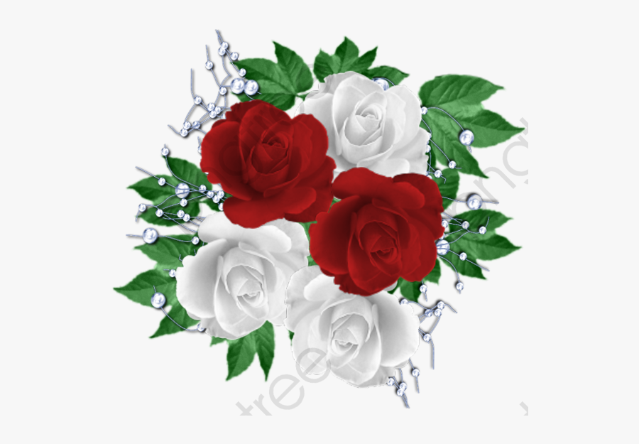 Transparent Rose Vines Png - Red And White Roses Png, Transparent Clipart
