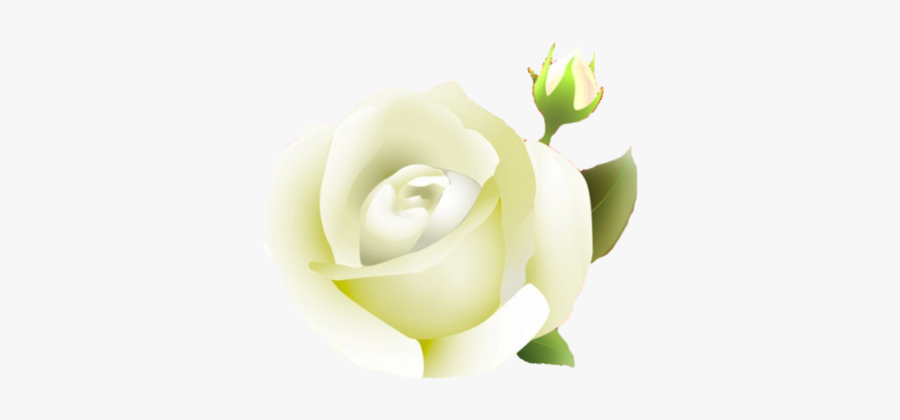 White Rose Clipart - Floribunda, Transparent Clipart