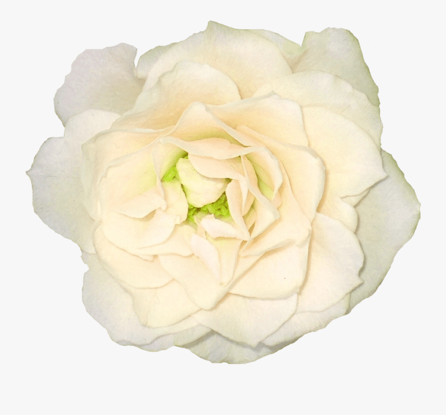 White Rose Png Clipart Background - Portable Network Graphics, Transparent Clipart