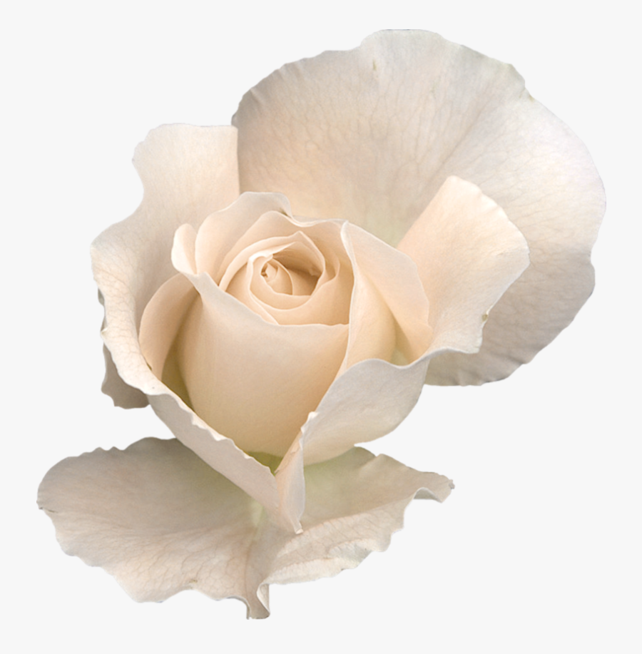 White Rose Png - White Rose Transparent Background, Transparent Clipart