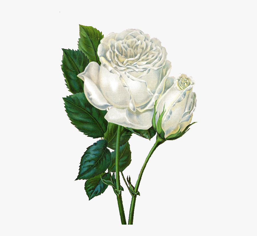 White Rose Clipart Vintage - White Rose Flower Gif, Transparent Clipart